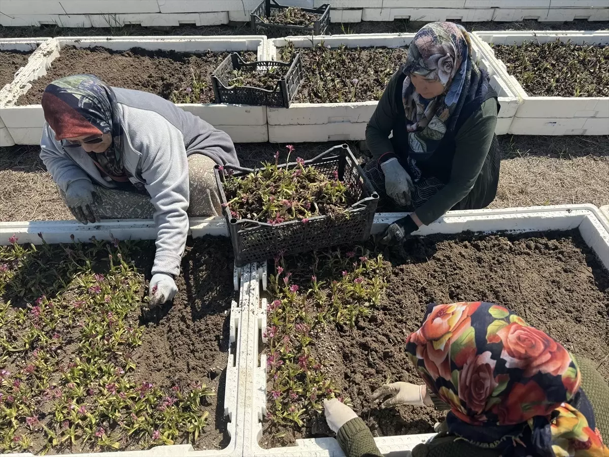 Samsun’da Salep Orkidesi Hasadı Başladı