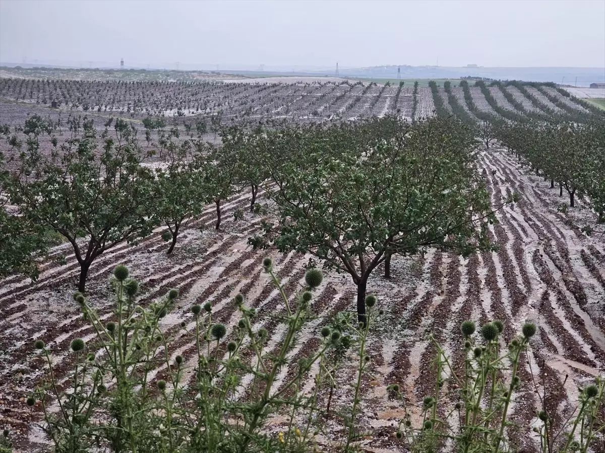 Şanlıurfa’da Dolu Tarım Alanlarına Zarar Verdi