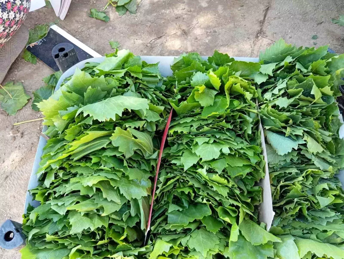 Sarıgöl’de Bağ Yaprağı Sezonu Başladı