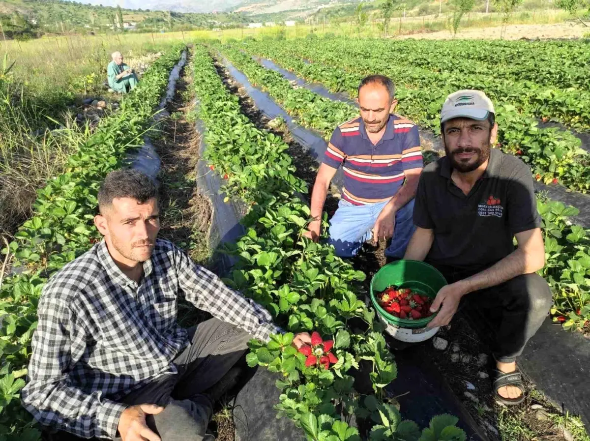 Sason’da Organik Çilek Hasadı Başladı