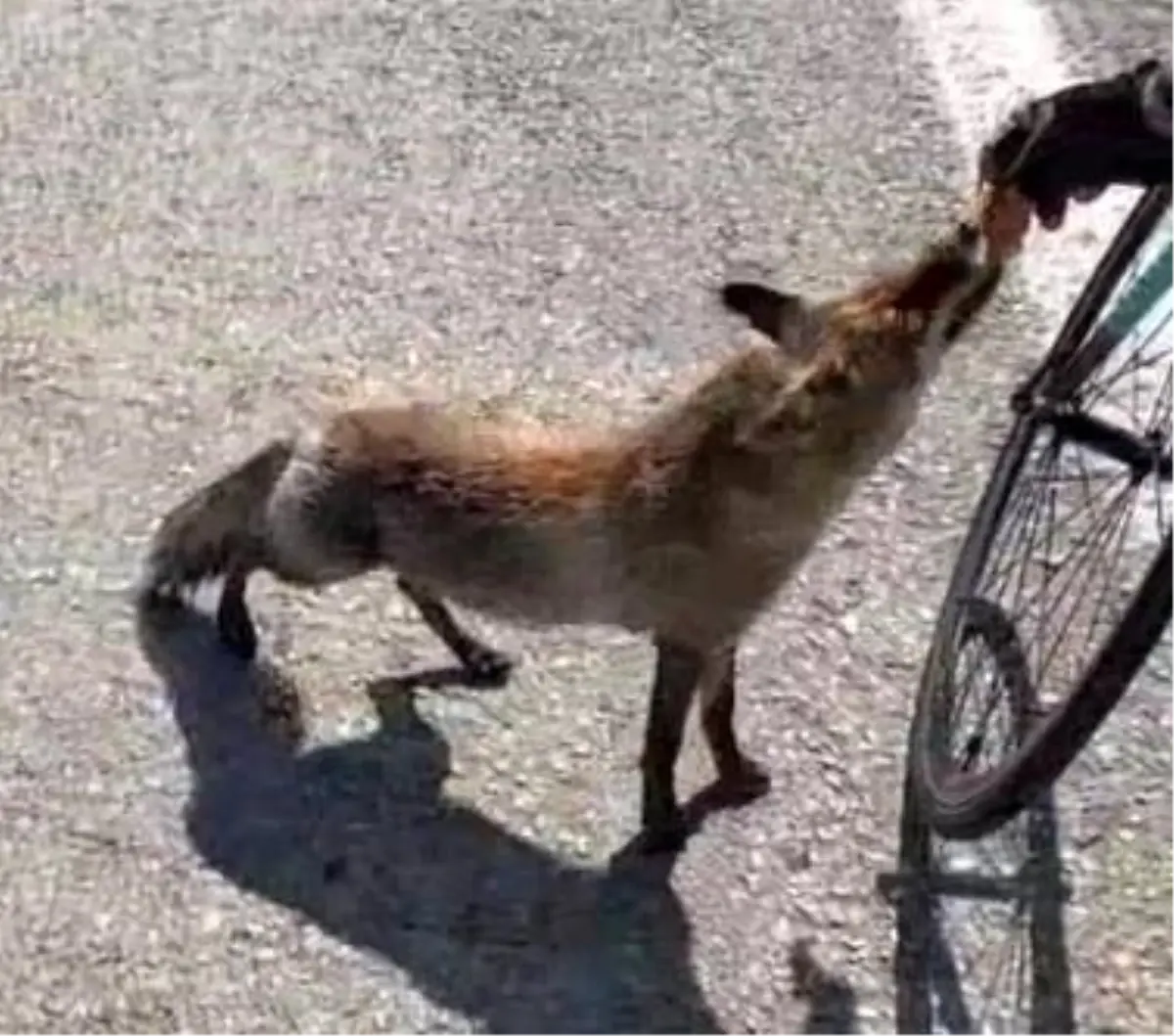 Tarihi yarımadanın maskotu olan tilki, sporcunun elinden beslendi