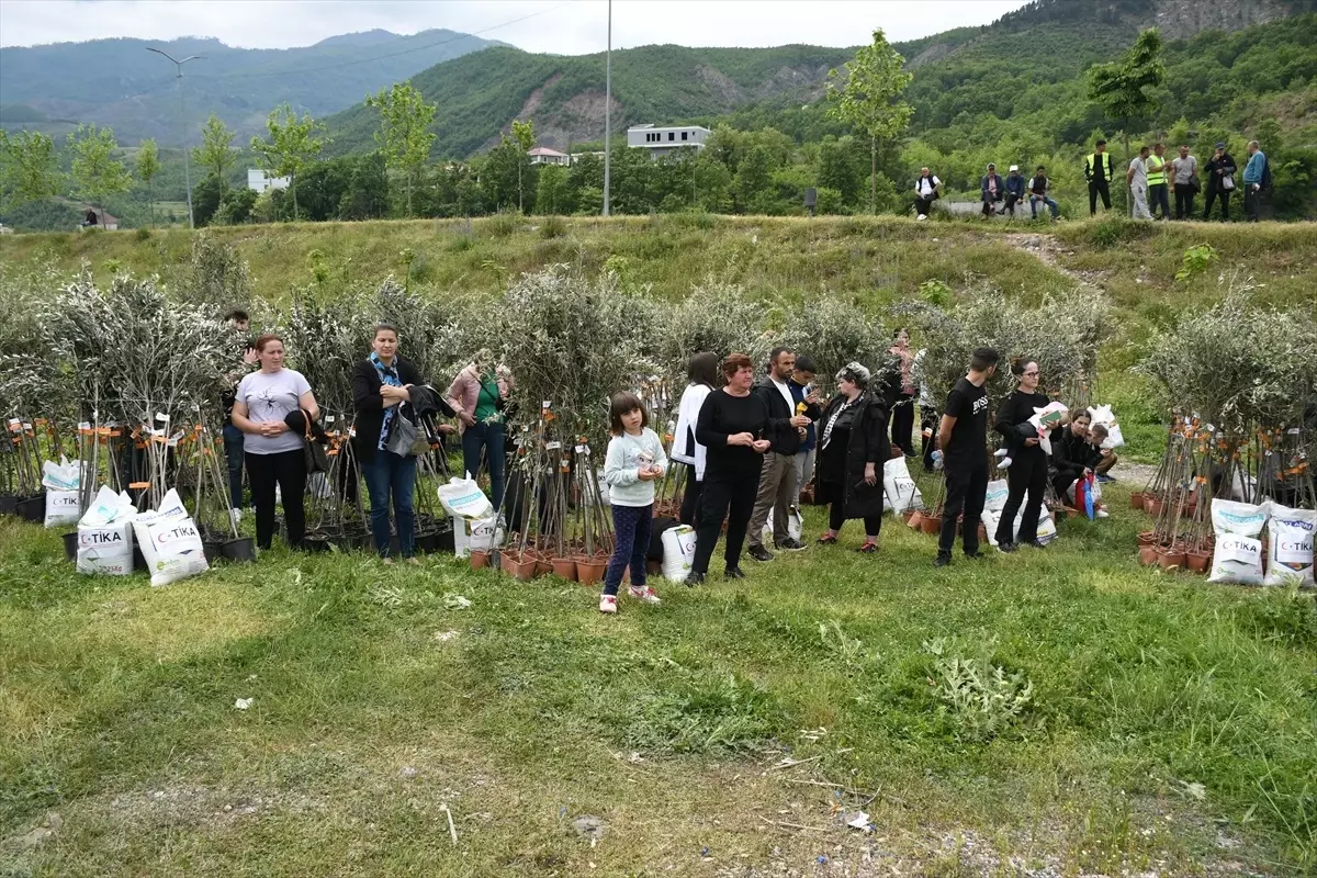 TİKA’dan Arnavutlara Zeytin Fidanı Desteği