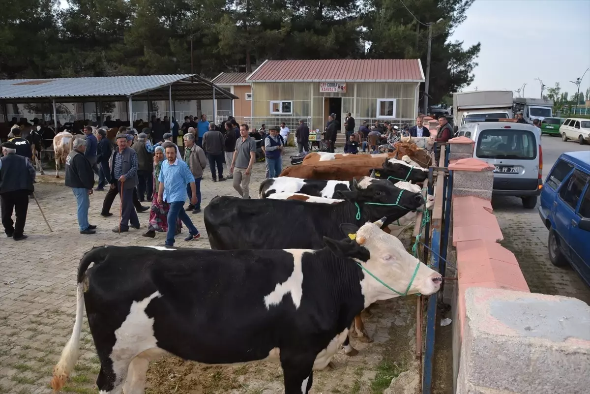 Uşak Banaz’da Hayvan Pazarı Yeniden Açıldı