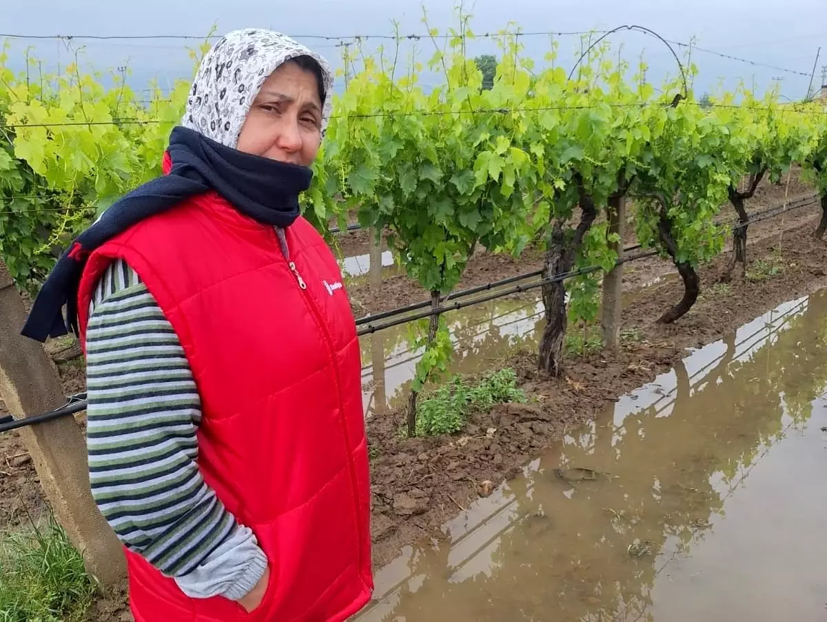 Yağmurlar Üzümlere Can Suğu Oldu
