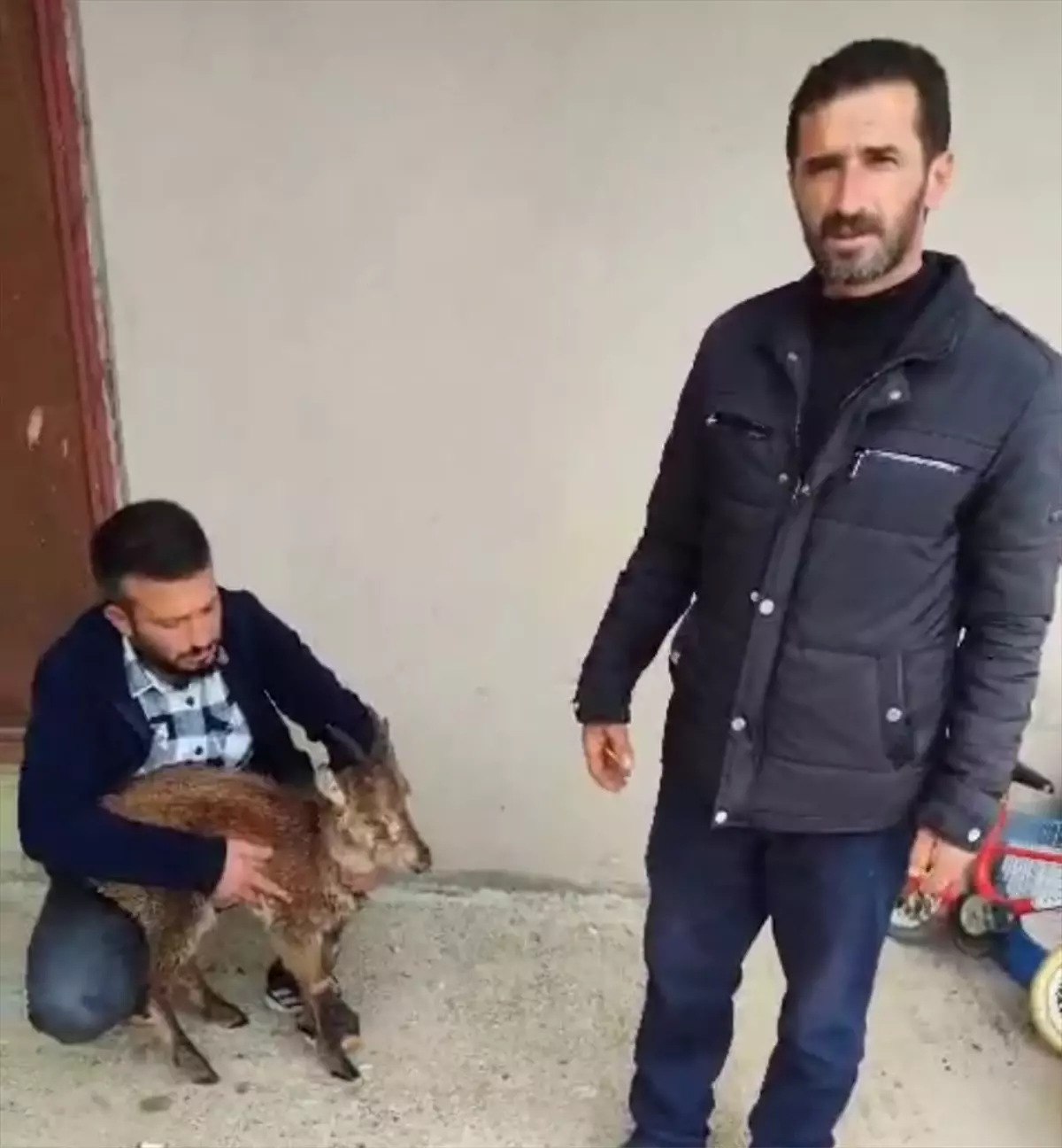 Yaralı Yaban Keçisi Kurtarıldı