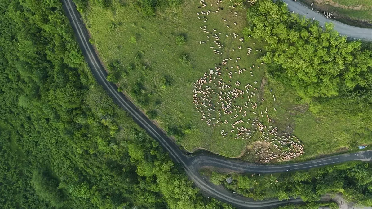 Yayla Göçü Başladı