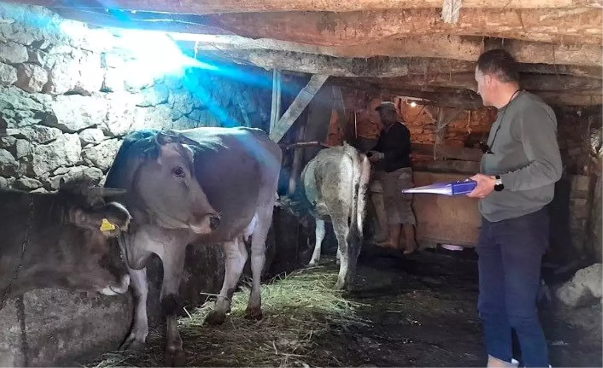 Yüksekova’da Hayvan Aşılama ve Kimliklendirme Çalışmaları
